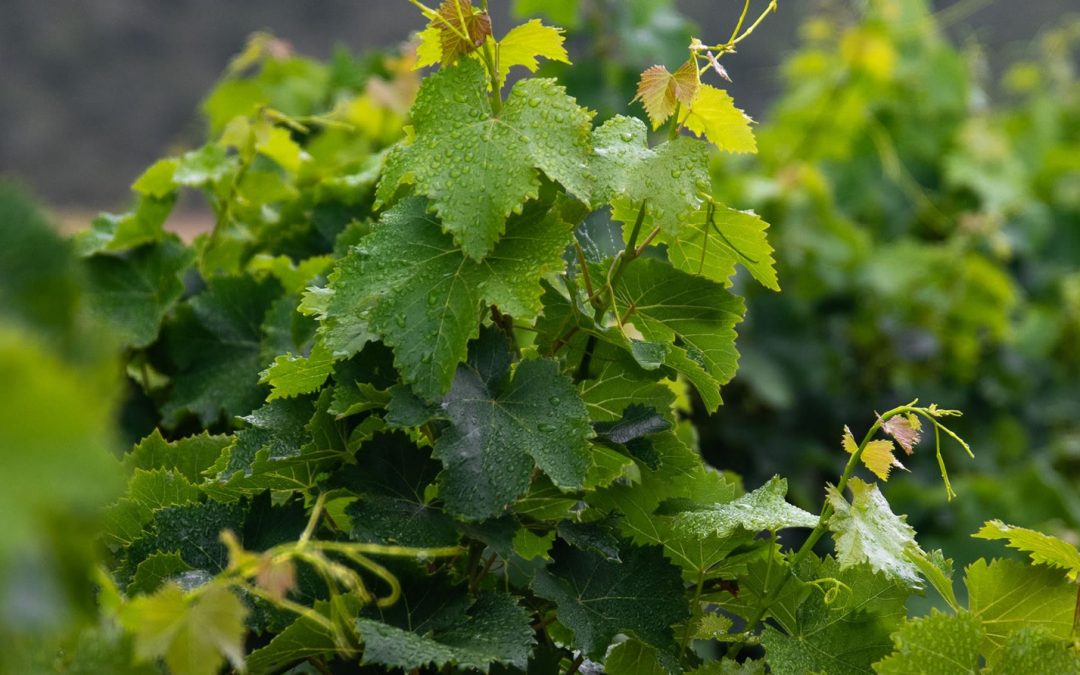 Domenica 15 maggio – E’ l’ora delle foglie distese nelle vigne di Cantine Coli