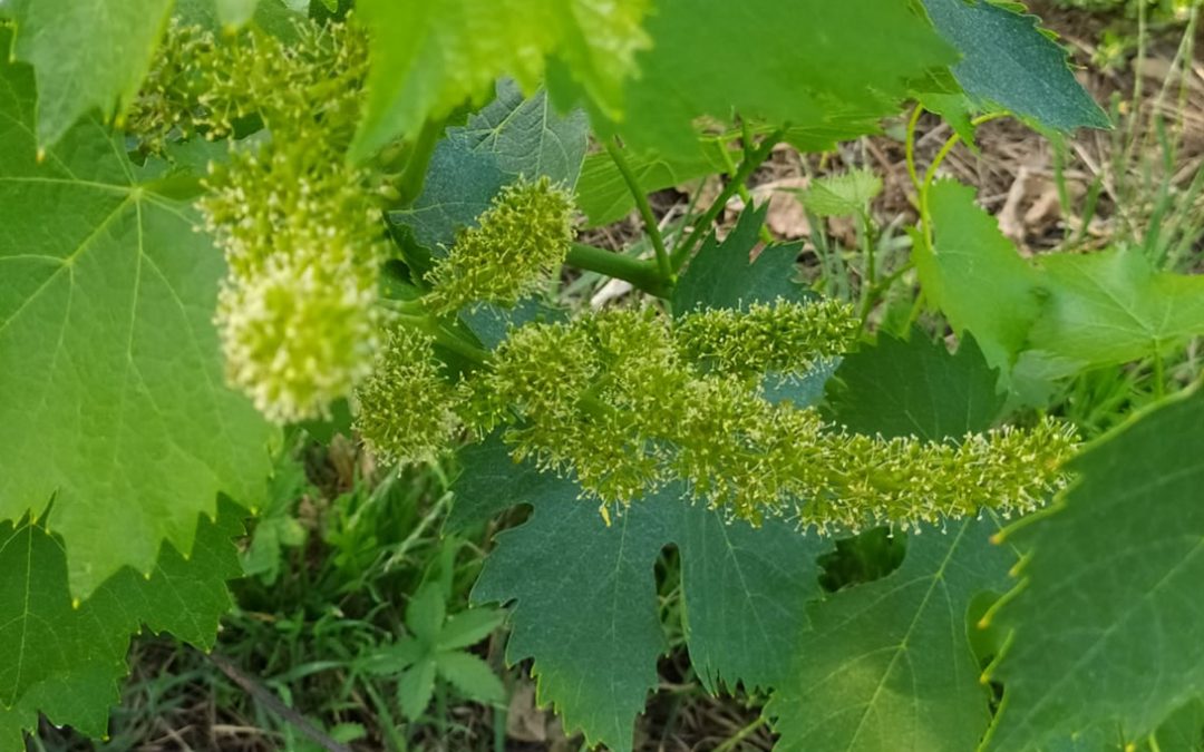 Domenica 22 maggio – Foglie e fiori nelle vigne delle Cantine Coli